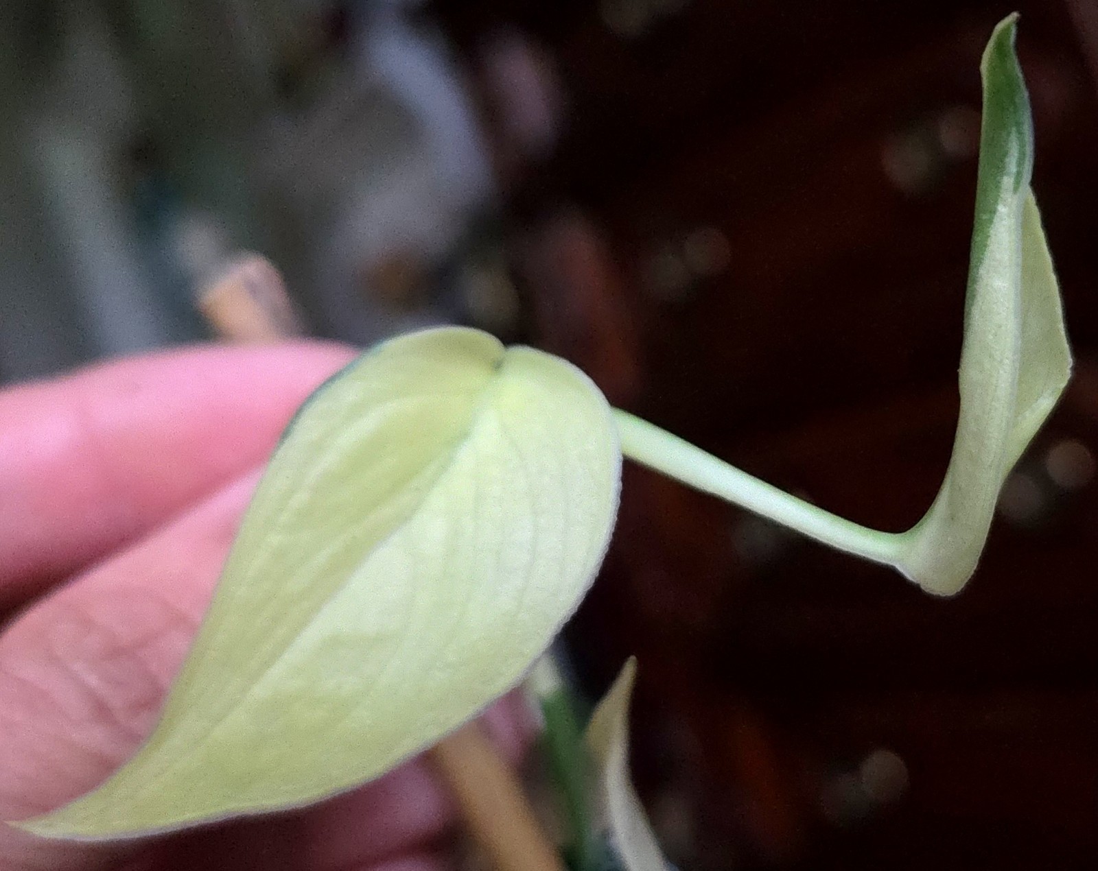 Rare Scindapsus Mayari Albo 18″ Tall not Aroid Monstera Philodendron Anthurium