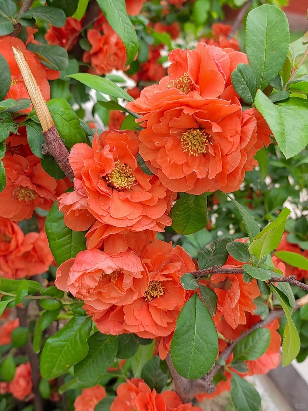 Japanese Flowering Quince ‘Sekai Ichi’ Live Plant 2-3 Gal Chaenomeles Bonsai Red