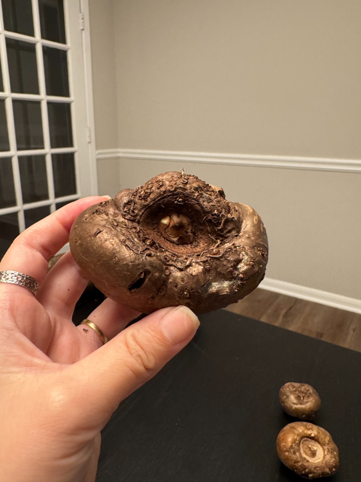 Amorphophallus maxwellii Bulb – Rare Tropical House Plant, Exotic Dark Foliage