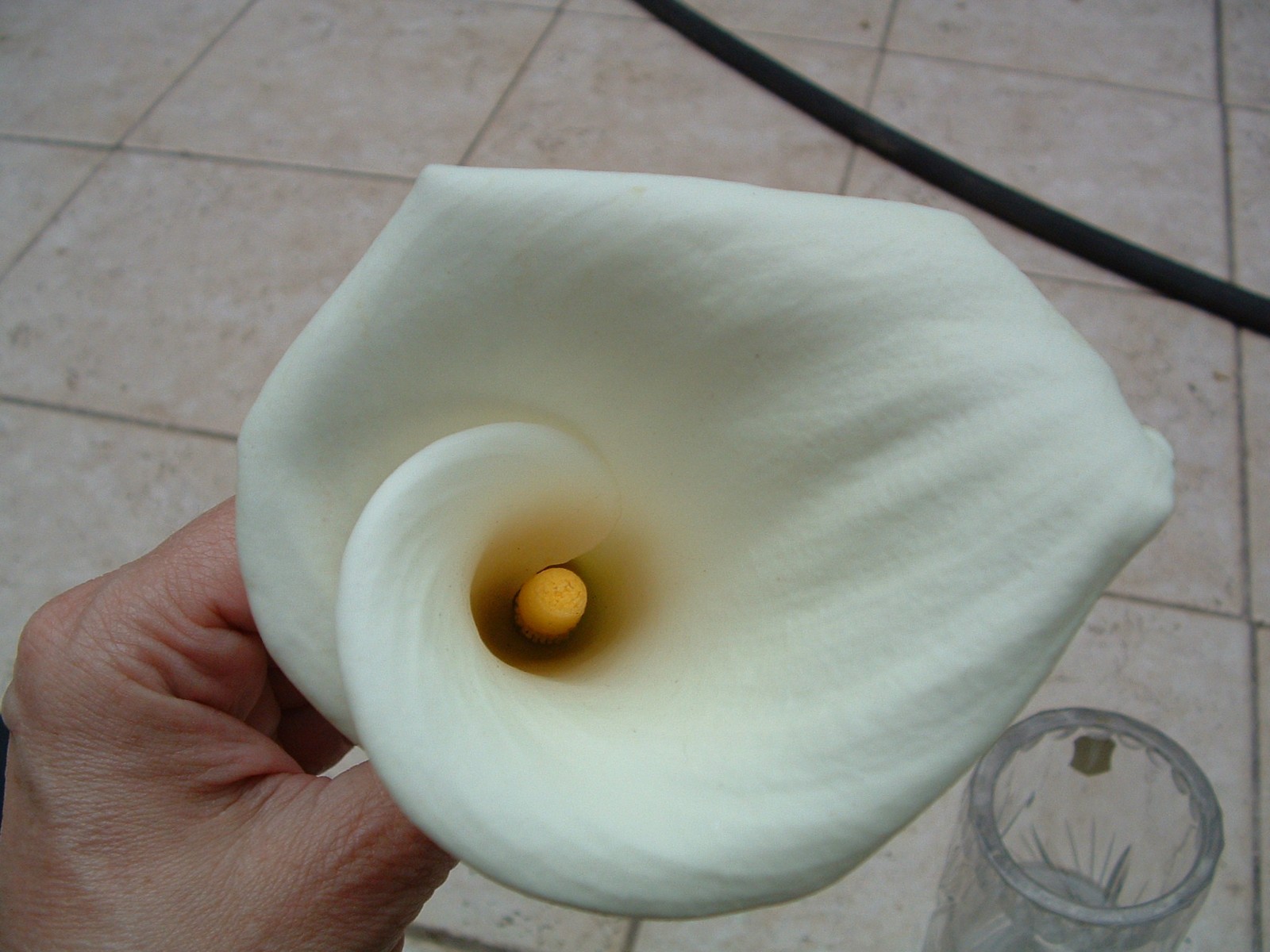 Beautiful Pond, Bog, Water Plant White Calla Lily Flowering Flowers 1 plant