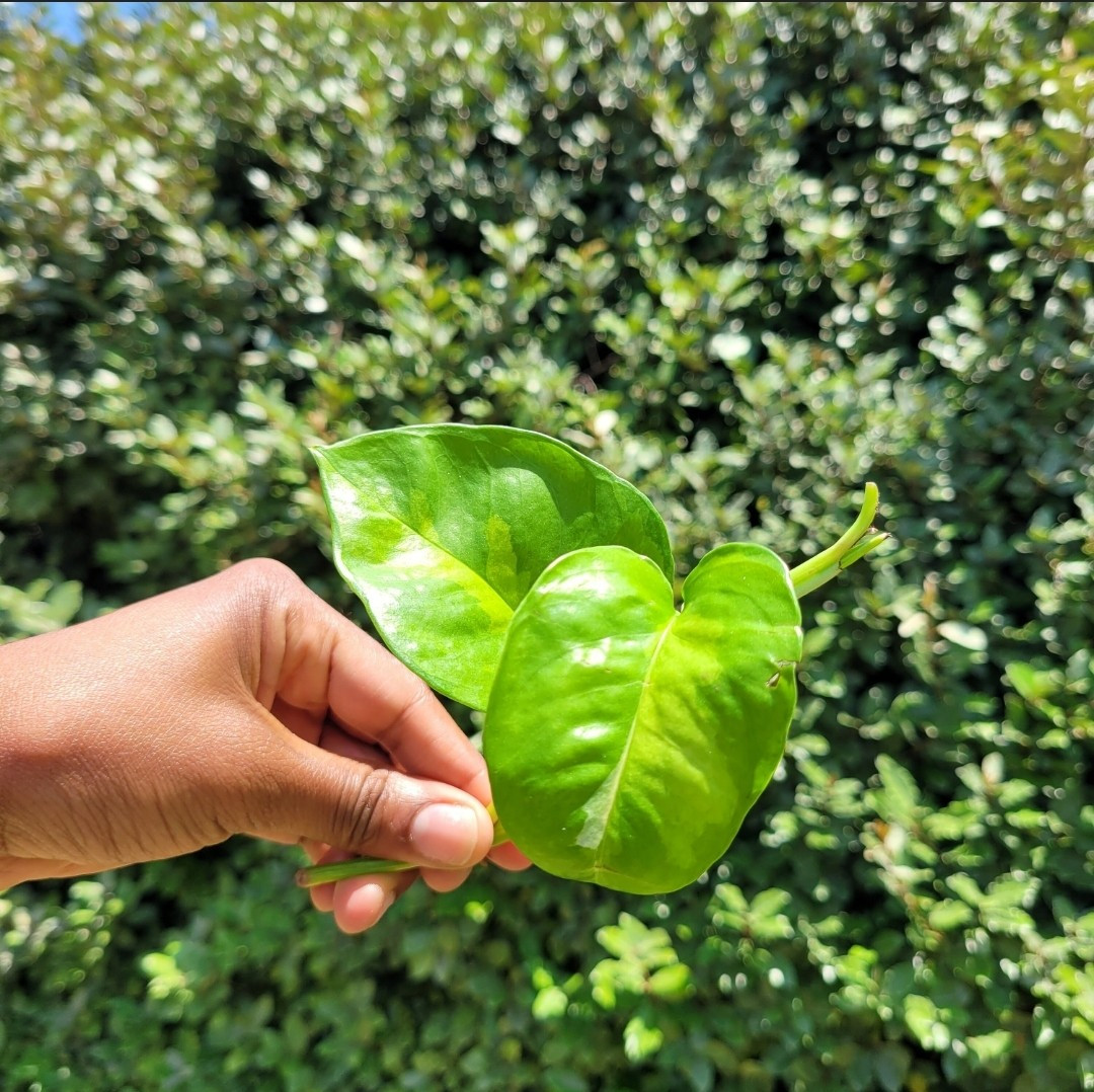 Pothos Ivy Variety Pack (3) | Golden Pothos, Neon Pothos & Pothos N’joy |