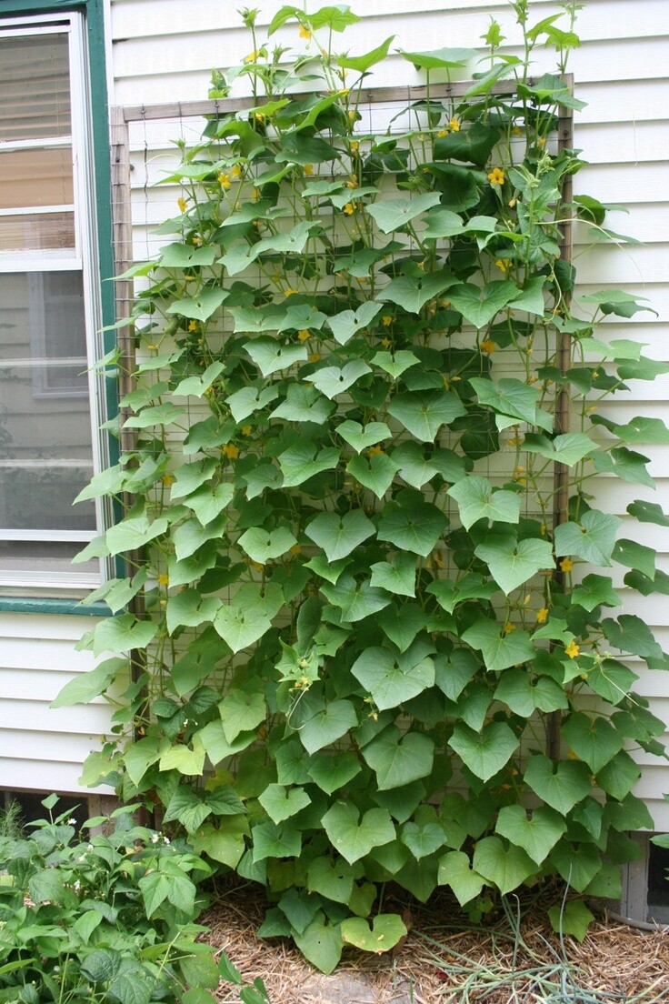 cucumber seeds many varieties YOU CHOOSE all NON GMO easy to grow pickles