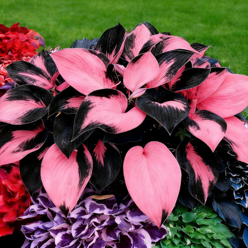 Hosta Seeds, 200+ Blue Purple Red Hosta Seeds, Multi-Use Landscaping, Perennial.