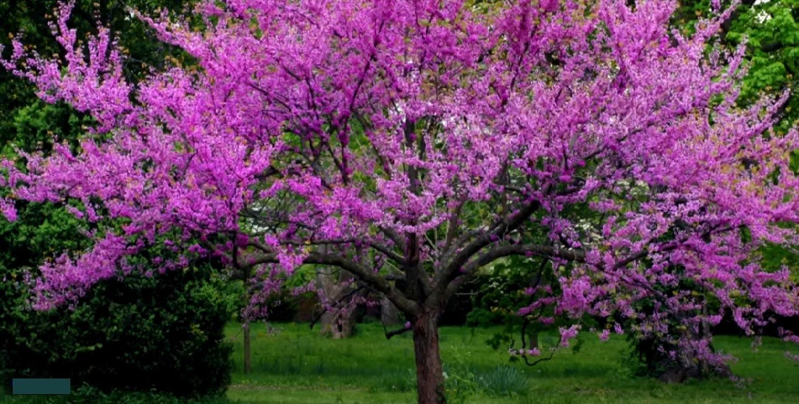 30 Eastern Redbud tree seeds / Cercis canadensis, organically grown, FREE S/H