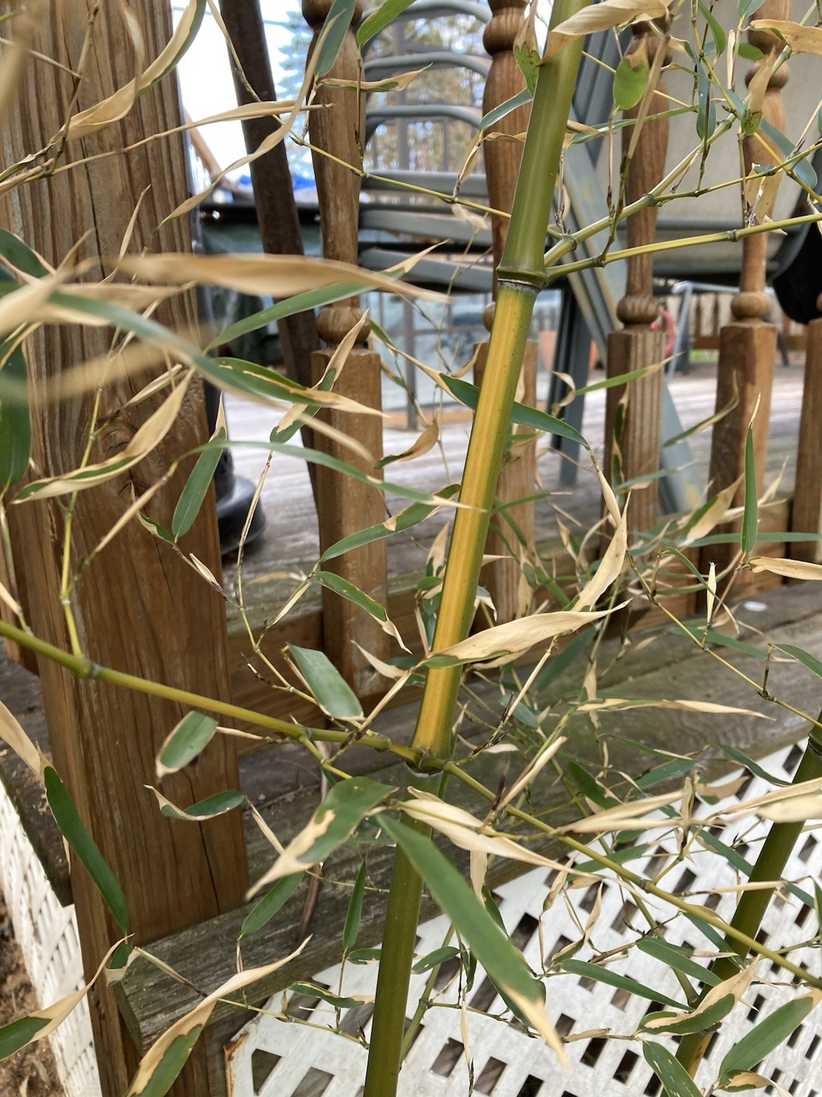 Yellow Groove Bamboo Cold Hardy Zone 5 Rhizomes 3 Ct.
