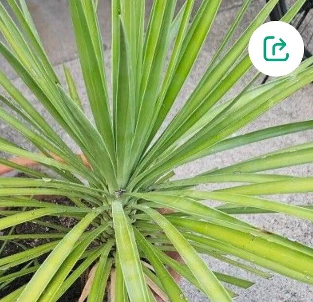 Sculptural Flowering Evergreen Adam’s Needle! 3 Gallon- No Pot 2.5”
