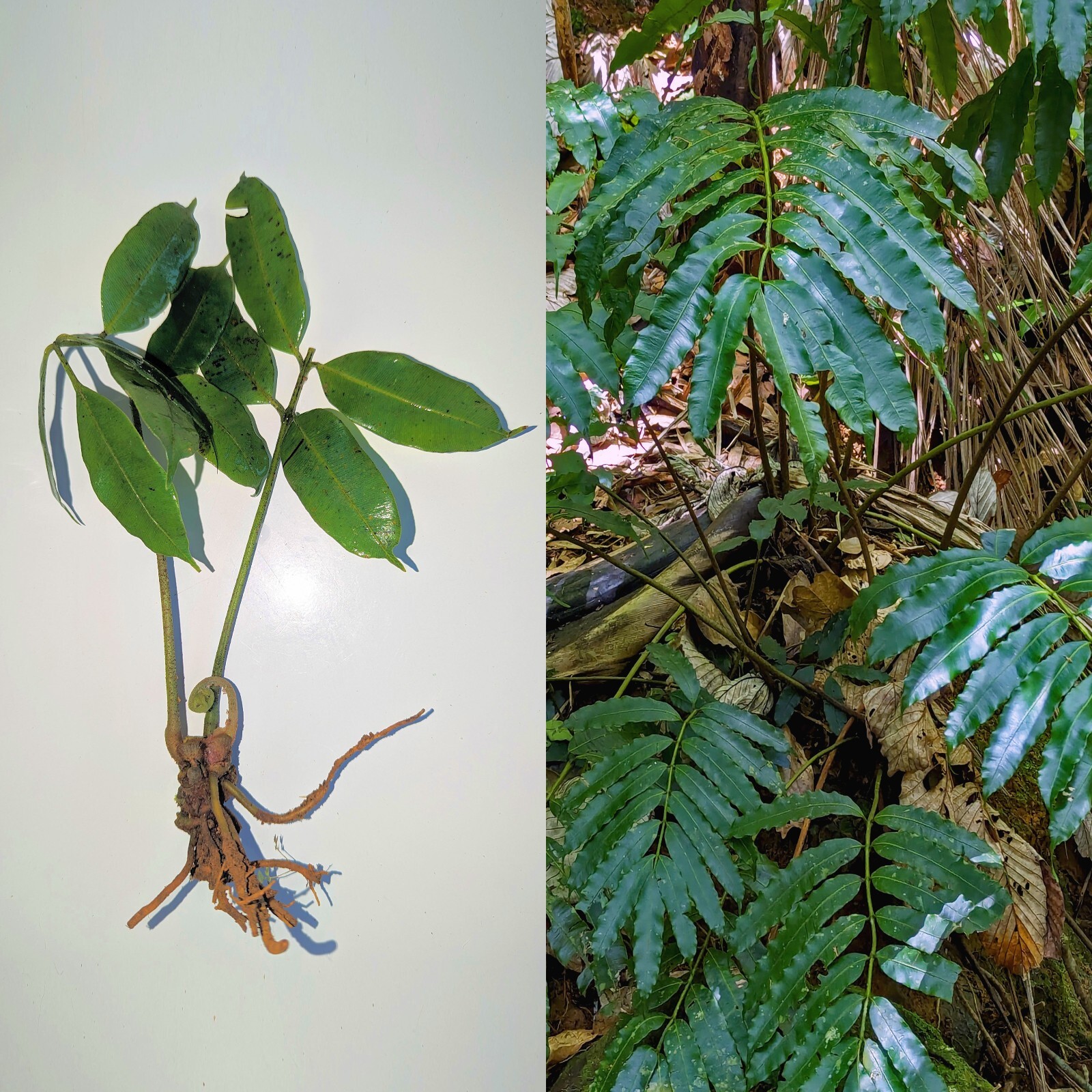 x2 EX Rare : LIVE : Danaea Nodosa Fern 4 inch Exotic Unique Big Grower rainfores