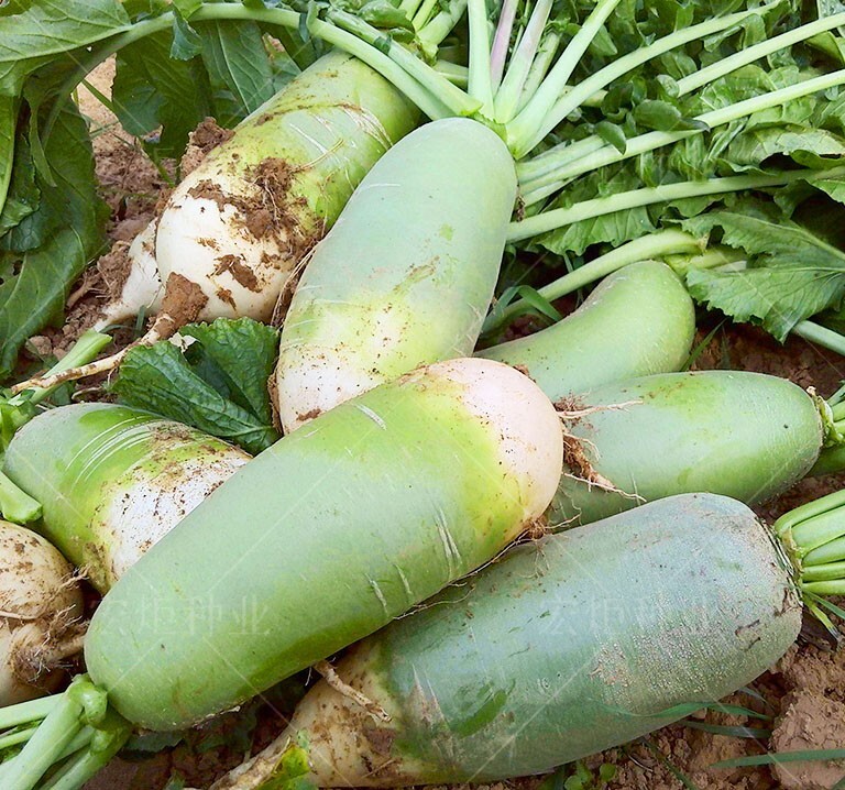 Non-GMO Asian Vegetable Radish Green Fruity Seeds 青岛翘头青萝卜 200+ Seeds