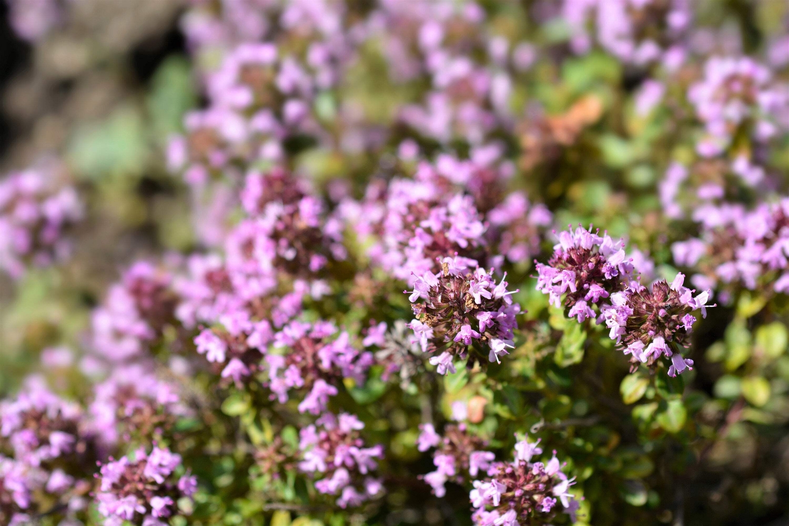 1000 LEMON THYME Thymus Pulegioides Herb Flower Seeds * Flat Shipping