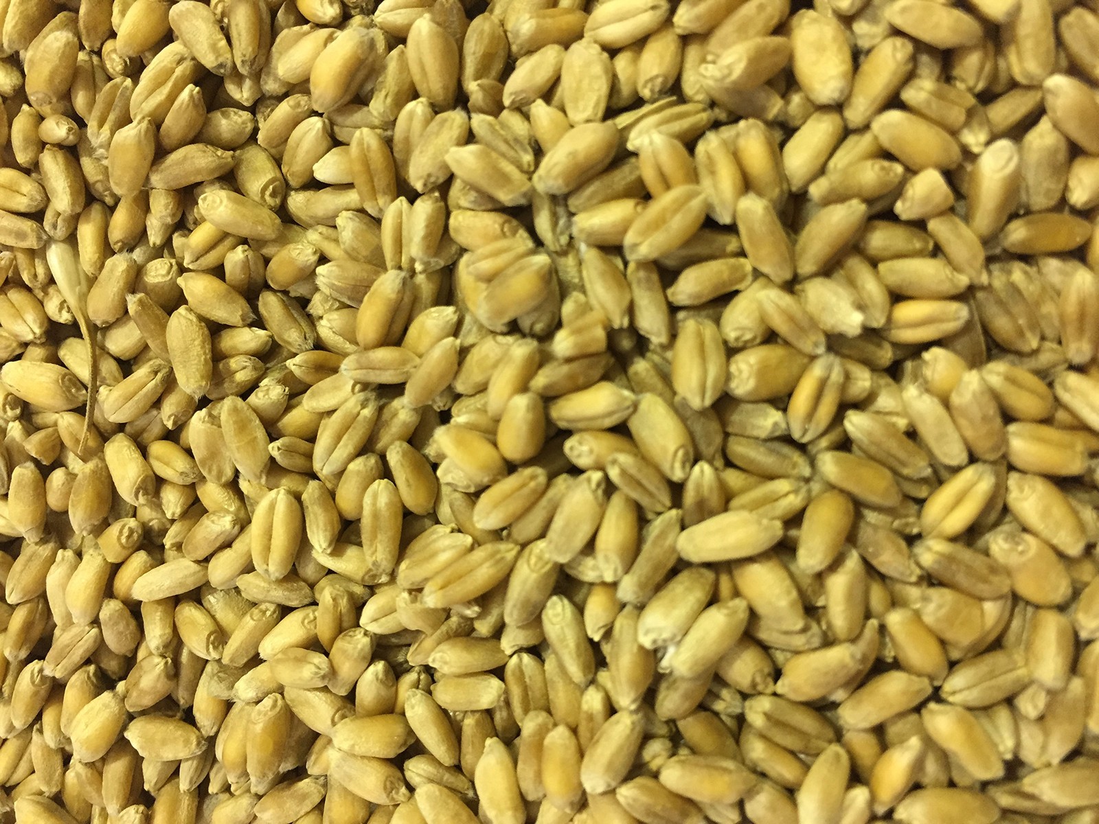 Premium NonGMO Wheatgrass Seed for Cats Hard Red Winter Wheat 2 lbs.