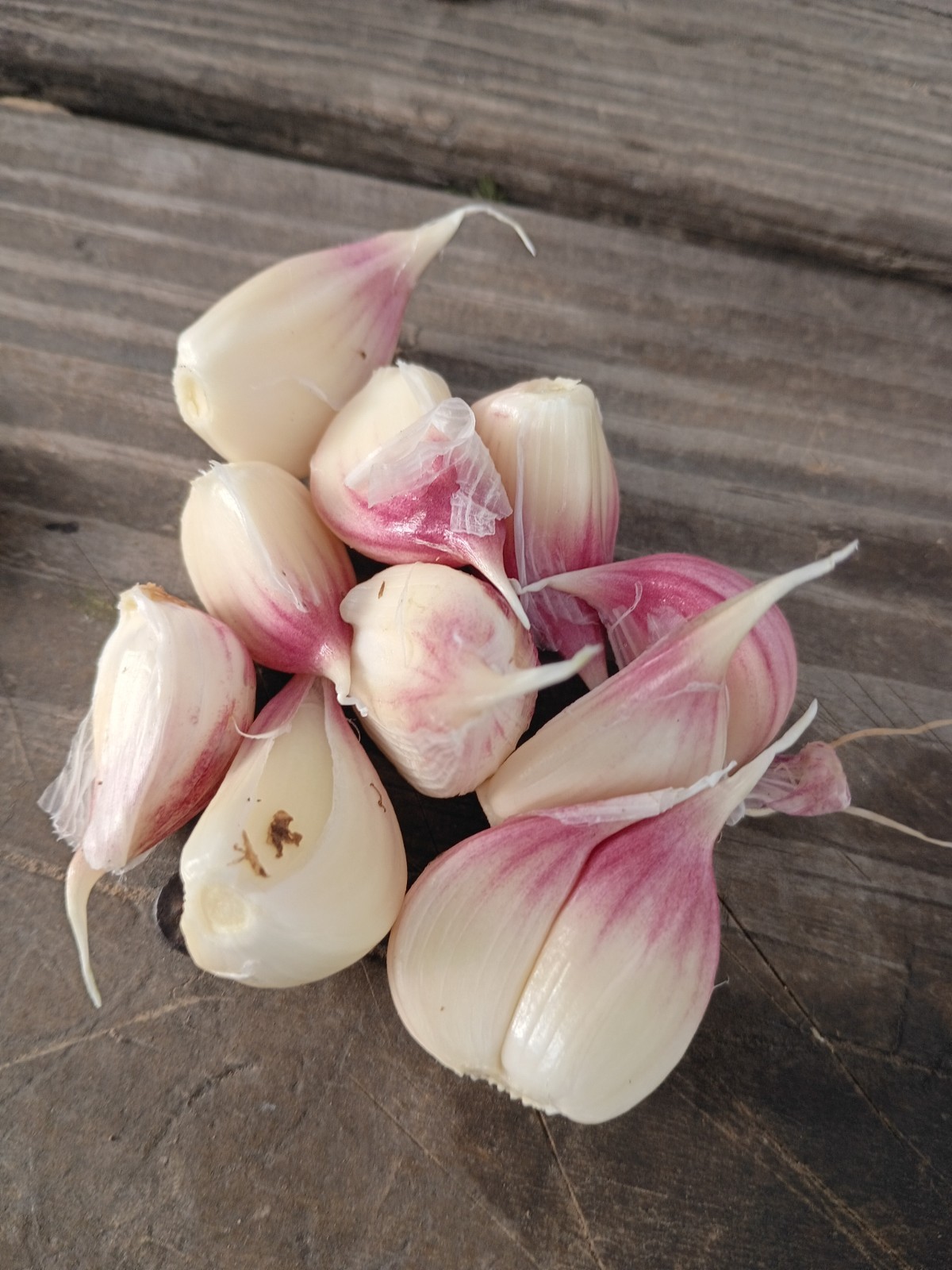 Organic CATAWISSA Egyptian Walking Onion Top Sets & German Red Garlic Cloves Lot