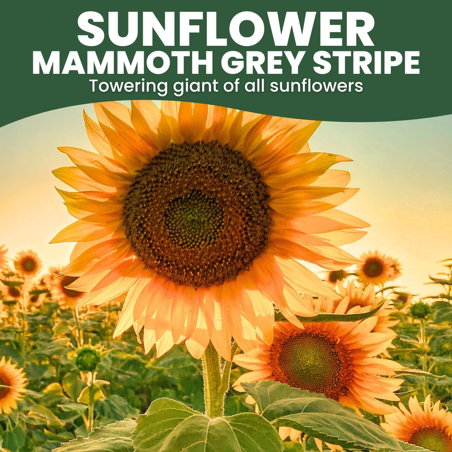 Large Grey Stripe Sunflower – 50 Seeds for Planting – 5 Gram Packet – 2026 Seaso