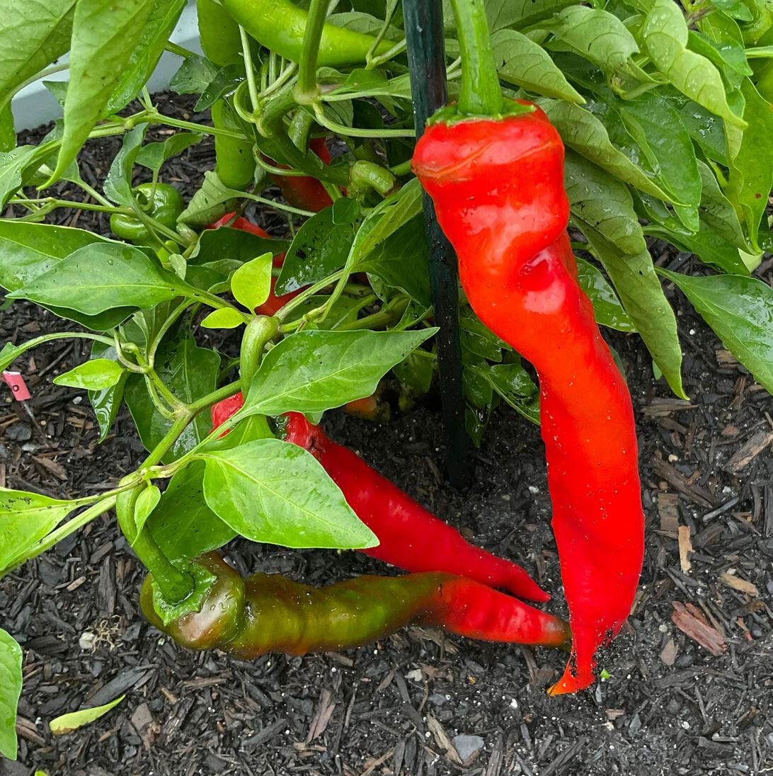 75ct NuMex New Lumbre Hatch Chili Pepper Seeds Amazing Taste Very Hot 40,000 Shu