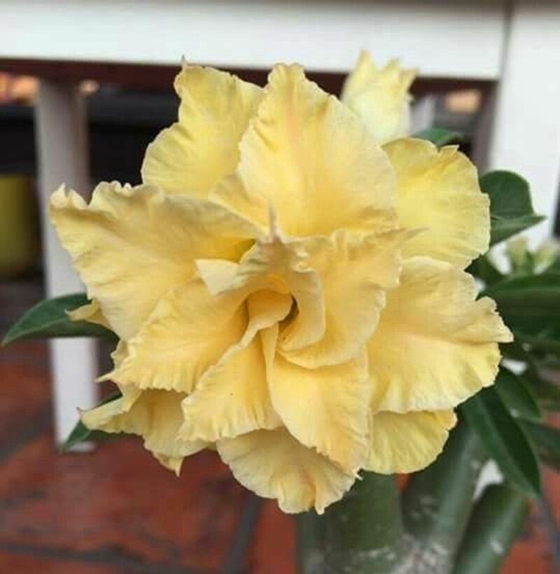 4 Yellow White Desert Rose Seeds Adenium Obesum Flower Perennial Seed US SELLER