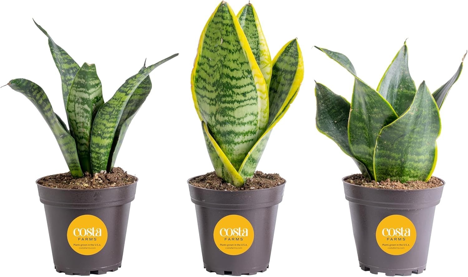 Snake Plant, Live Plants in Plastic Pots, Easy to Maintain, Air Purifying Ind…