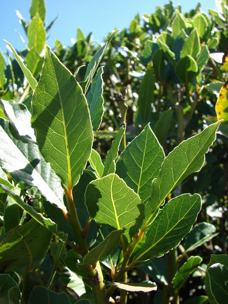 Laurus nobilis**BAY LEAF TREE**Bay Laurel*Sweet Bay*SMALL STARTER PLANT!