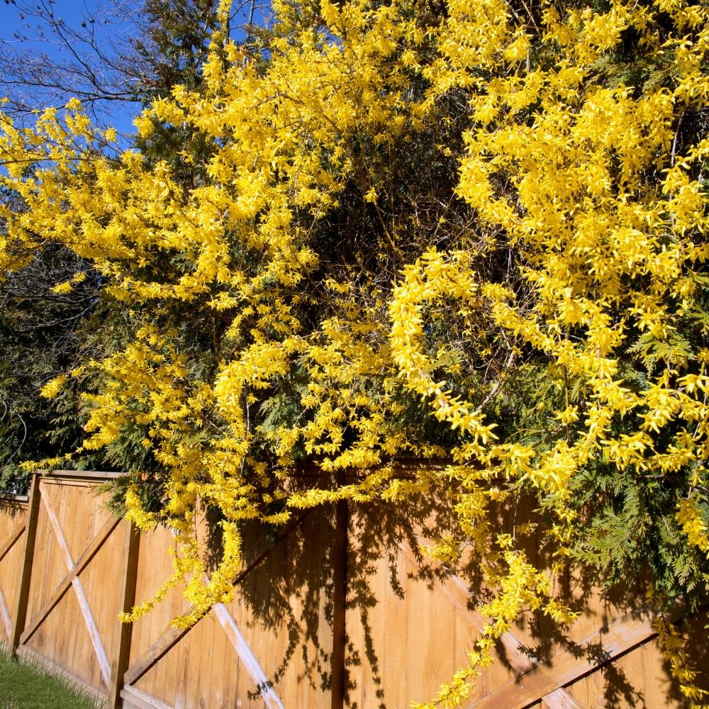 Lynwood Gold Forsythia Live Plant 6-12 Inch, Fragrant Bush Shrub in Pot