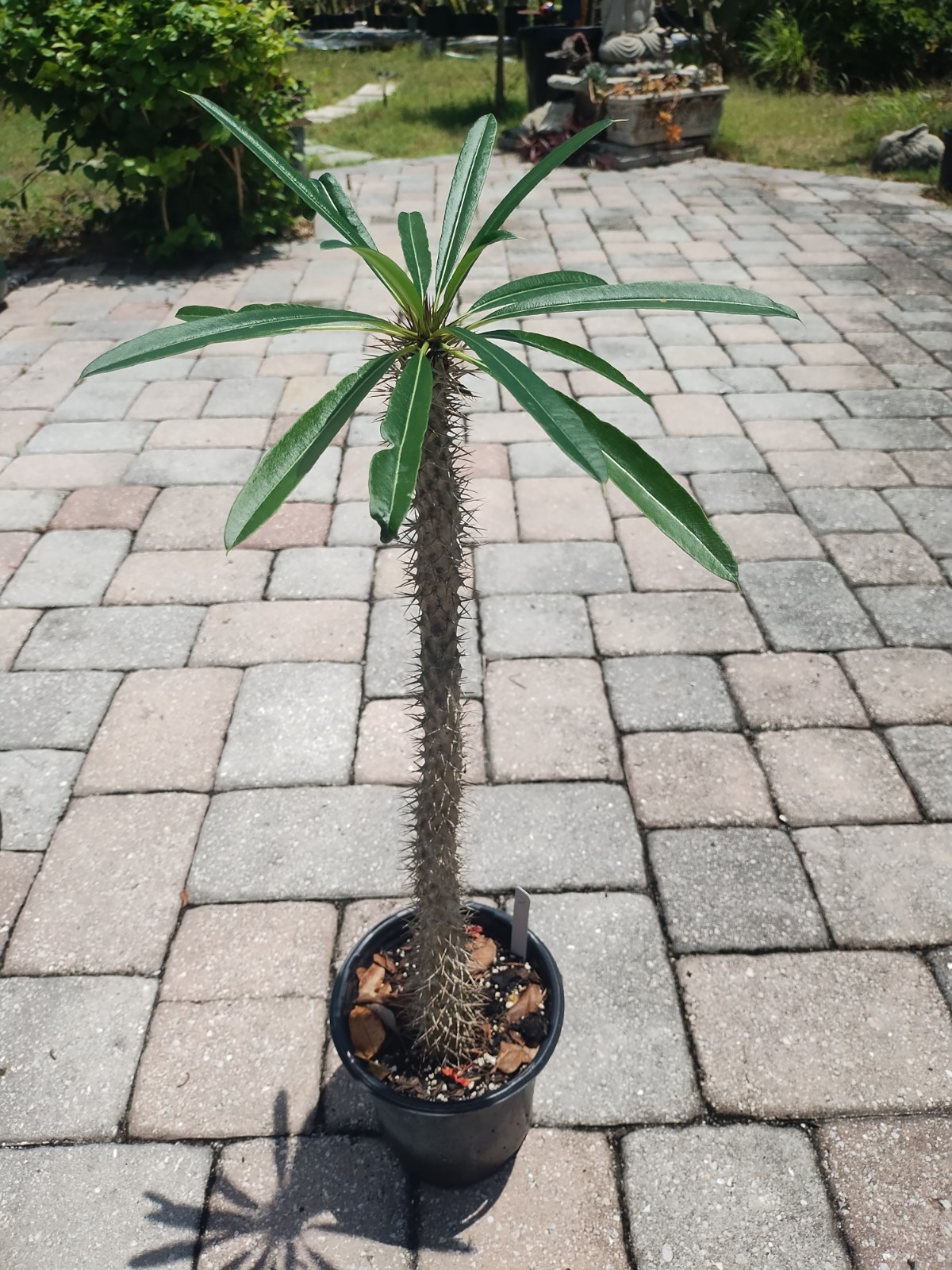 Pachypodium lamerei ‘Madagascar Palm, 25 Inches Tall. Plant #2