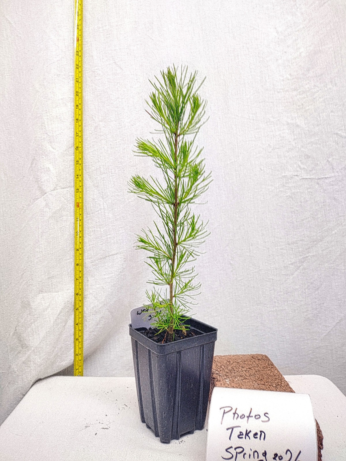 Western Larch tree in small nursery pot. Larix occidentalis. Western Tamarack.