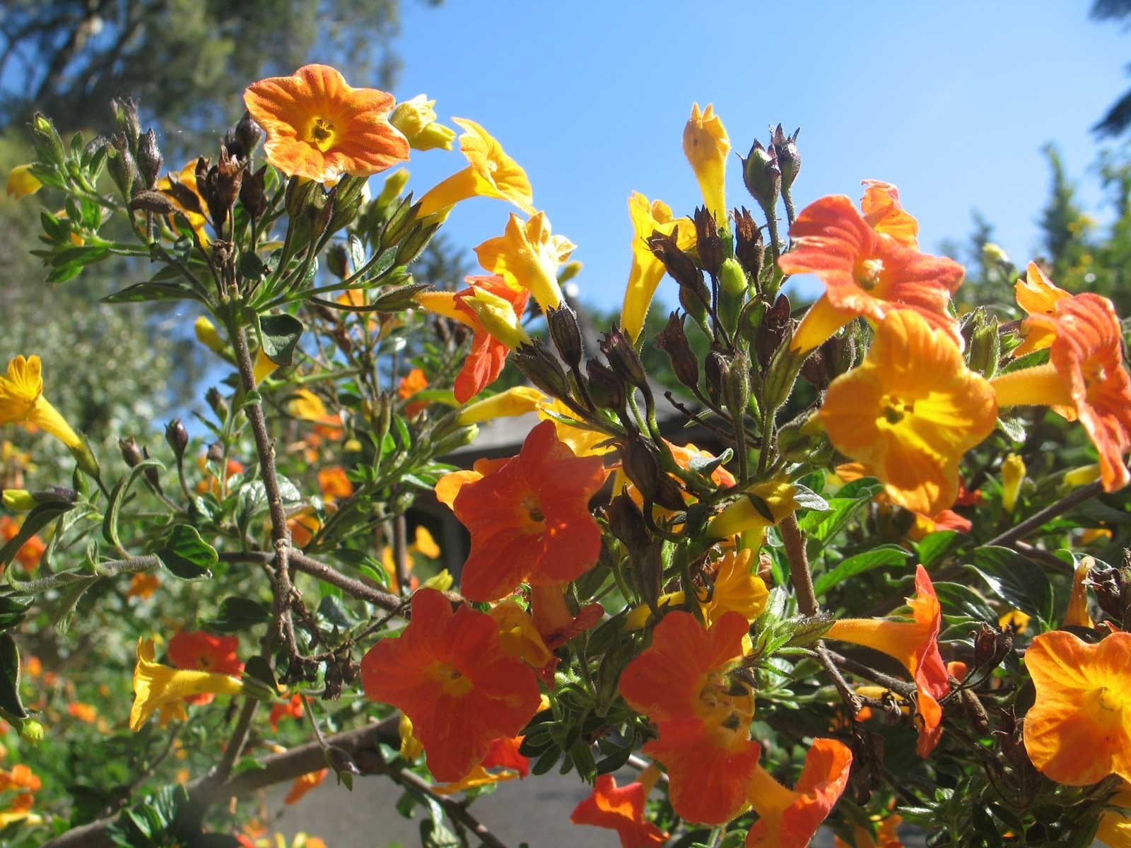 Streptosolen jamesonii | Marmalade Bush | Orange Browallia |Firebush | 20_Seeds