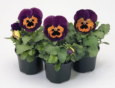 Pansy Inspire+ Purple-Orange 1,000 seeds
