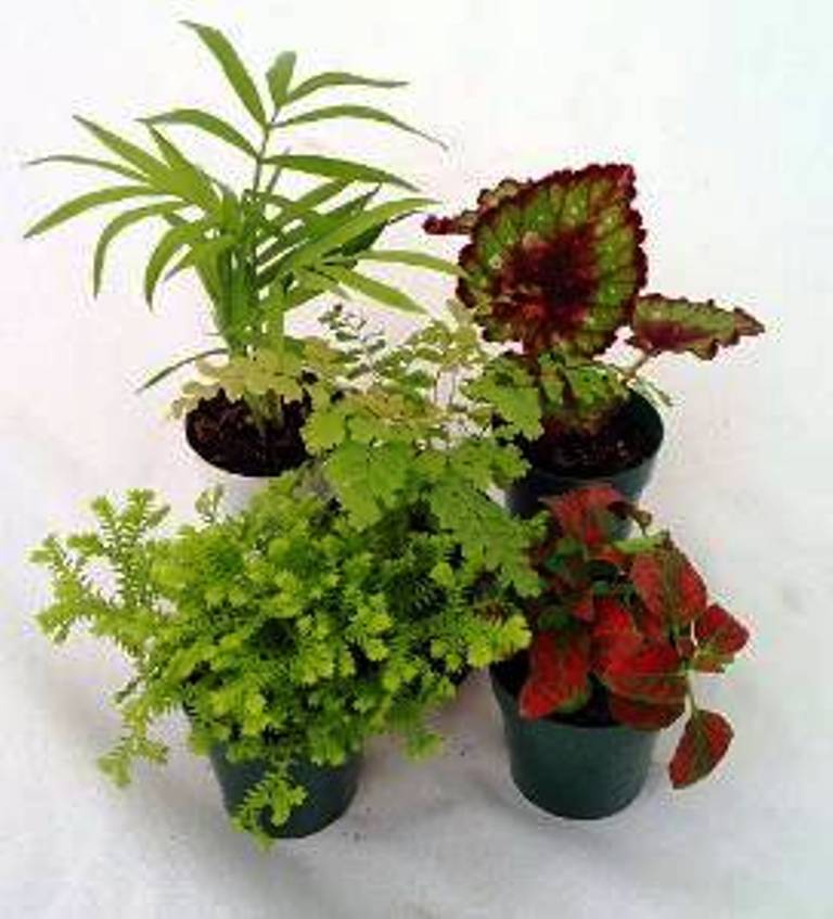 5 DIFFERENT Assorted Live Potted Plants!!! SHIPS FREE!!!