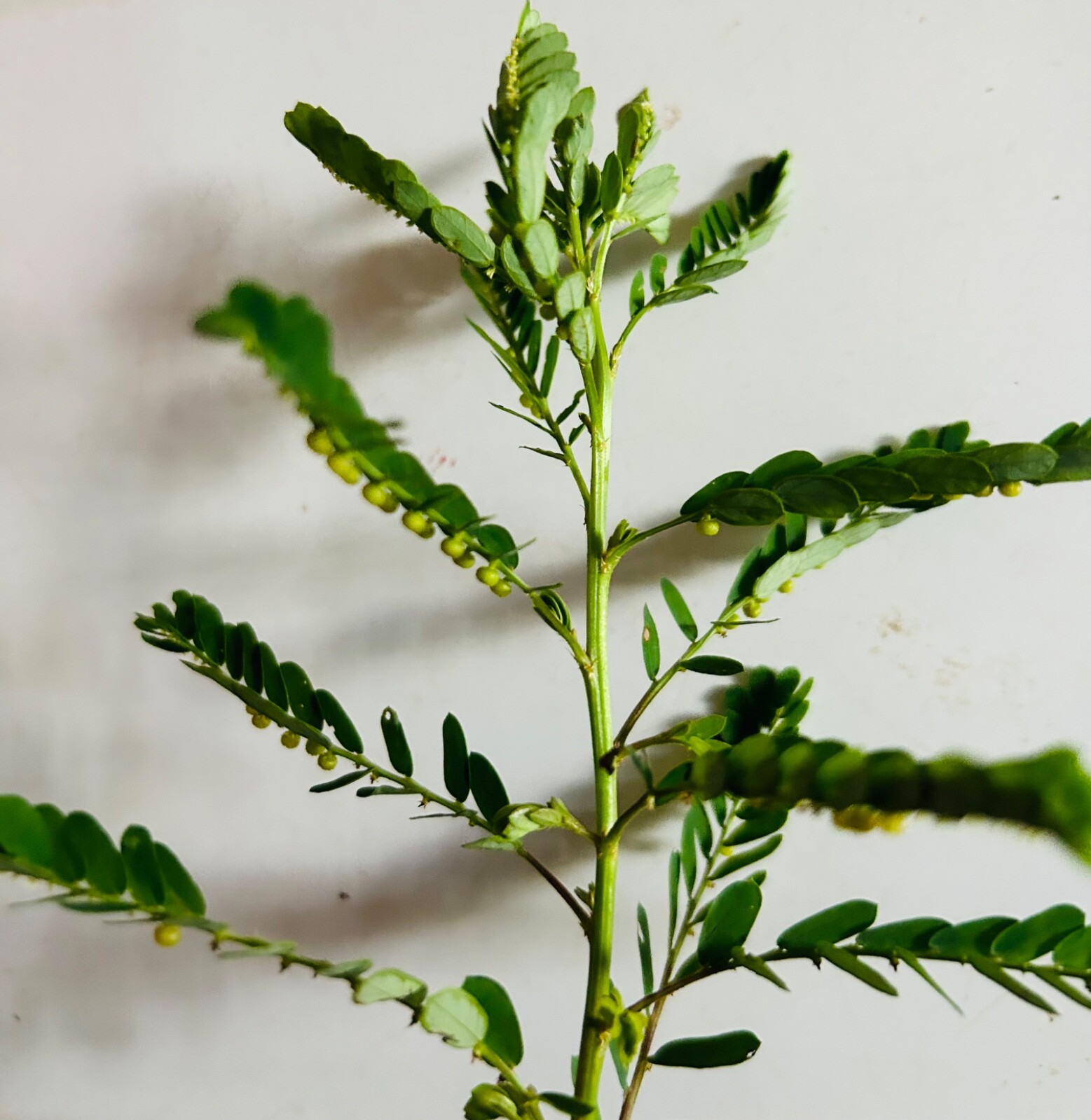 30+PCS Organic Stone Breaker Phyllanthus niruri Chanca Piedra Seeds,herb