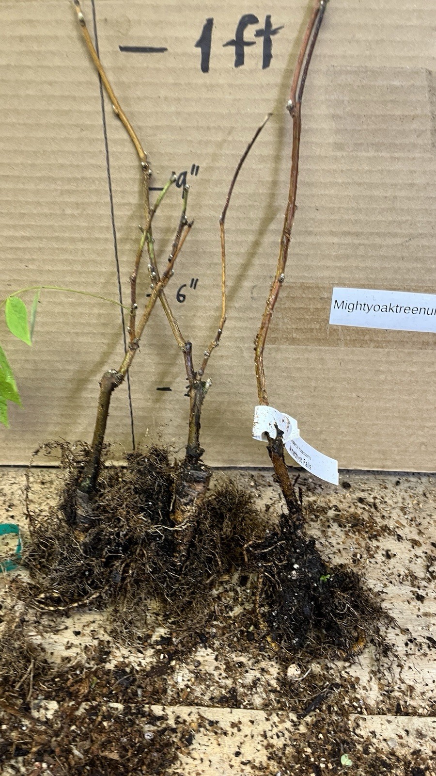Wisteria frutescens ‘Amethyst Falls’, grafted 1 year old plant