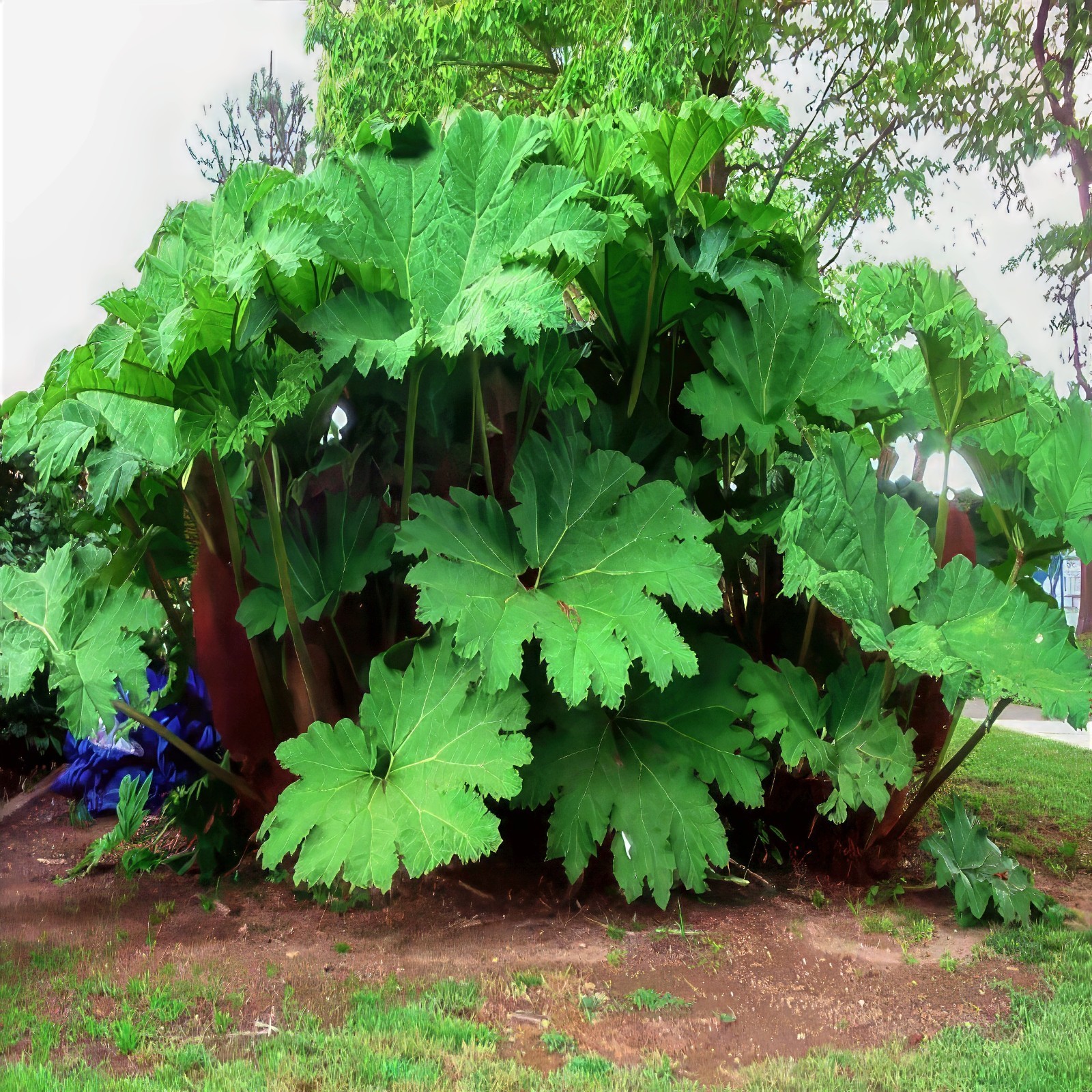 GUNNERA MANICATA SEEDS “Dinosaur Food” Giant Hardy Exotic Flower Plant RARE!