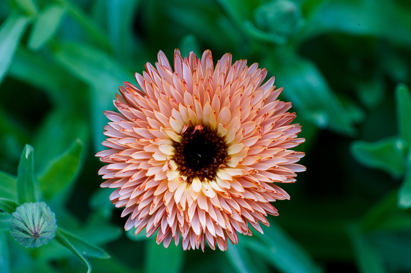 5,000 CALENDULA OFFICINALIS Seeds (Triangle Flashback Marigold) | Free shipping