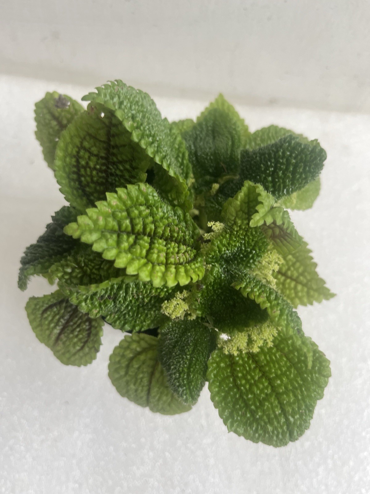 Pilea moon valley- Terrarium Plant-3.8In Pot