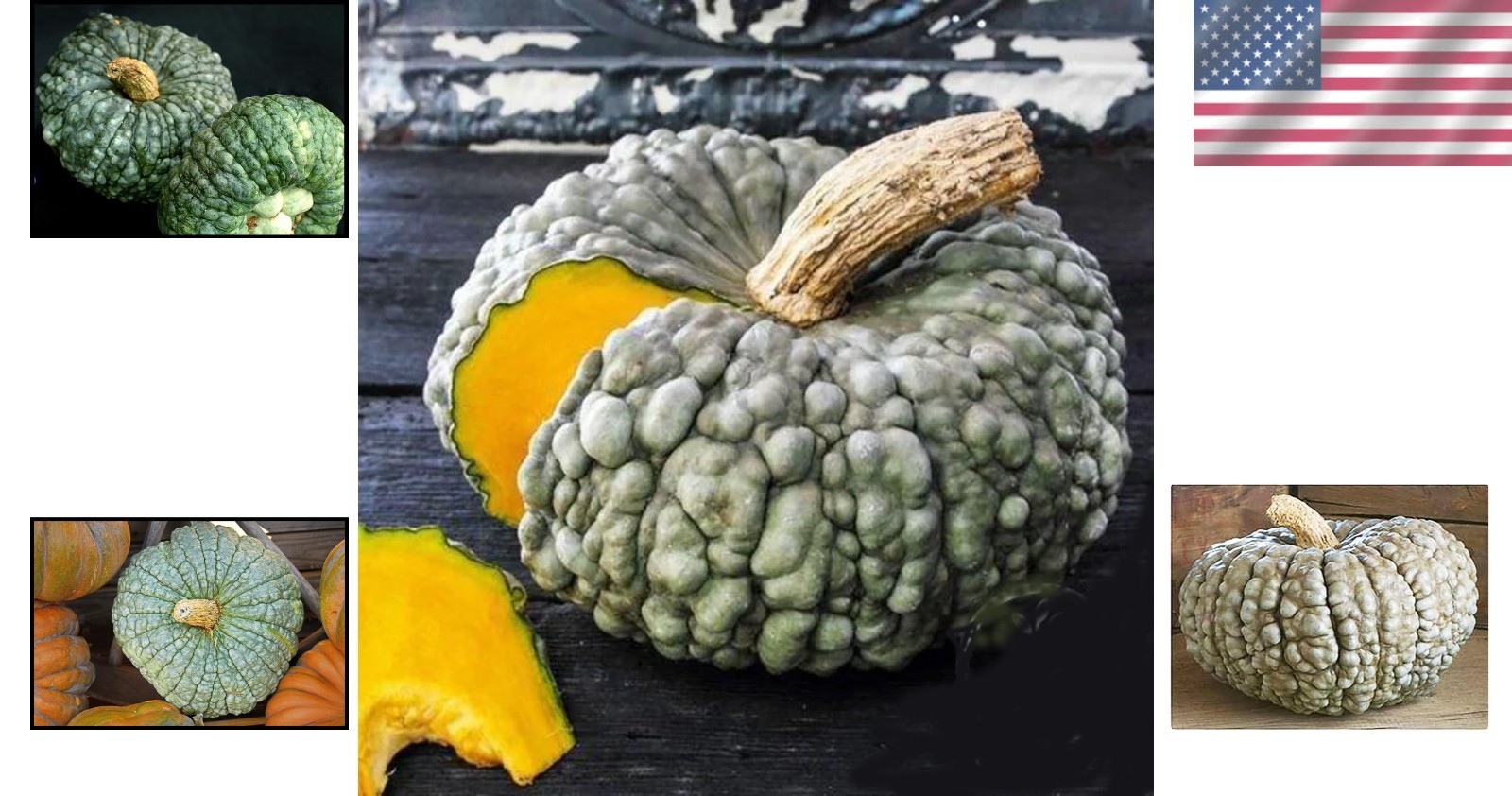 Bumpy Blue Pumpkin Seeds for Culinary Delights