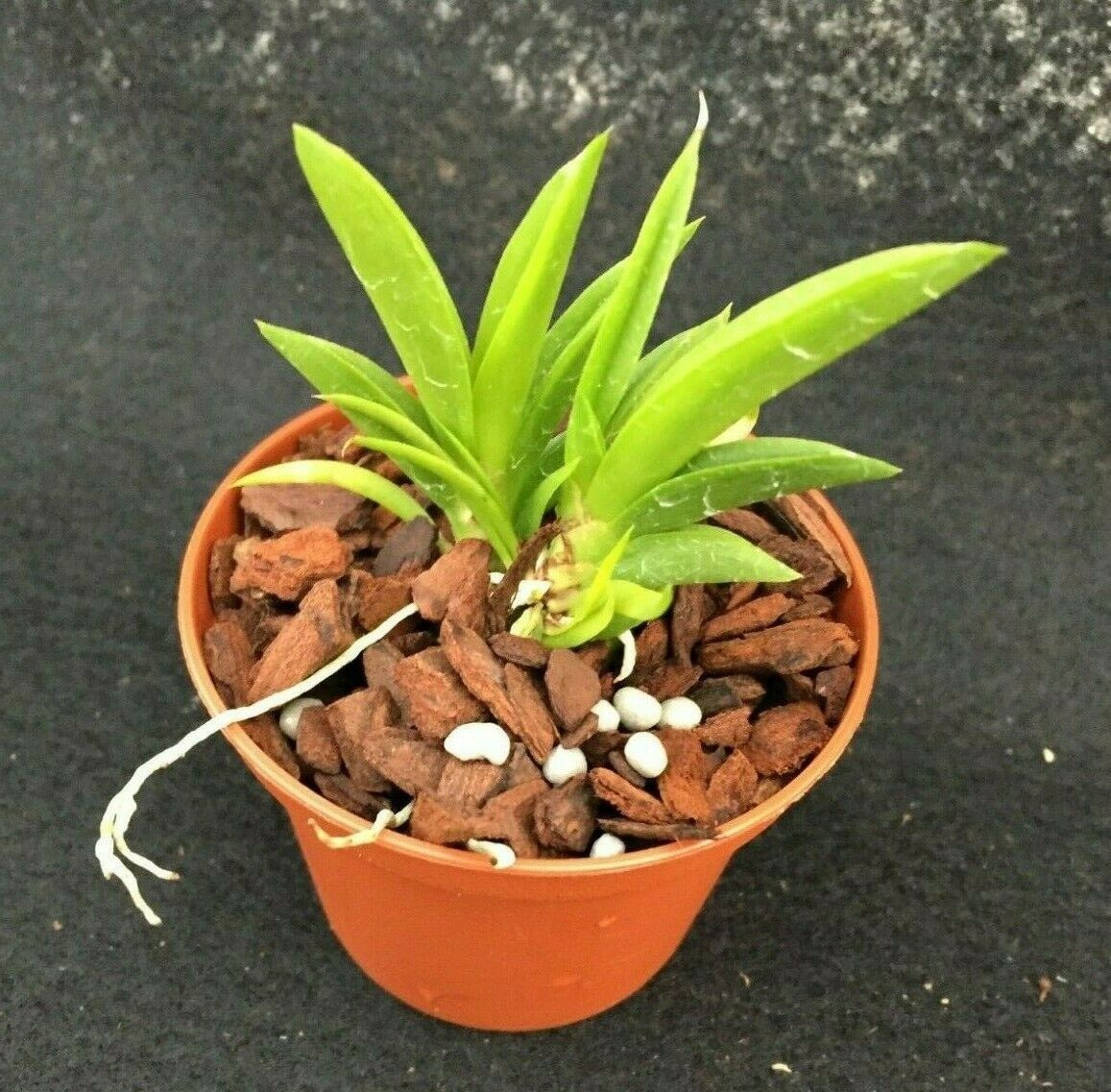 Tolumnia Popoki ‘Mitzi’, Miniature Orchid Plant Shipped in 2.5″ Pot