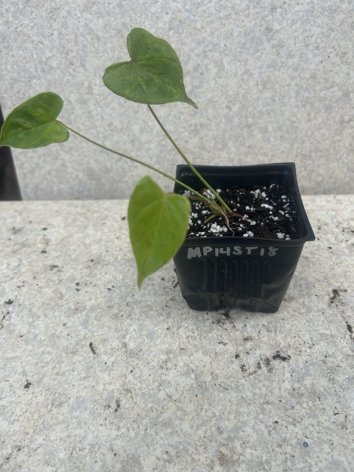 Anthurium Tropical Potted Seedling Green Broadleaf Indoor Medium Sun Houseplant