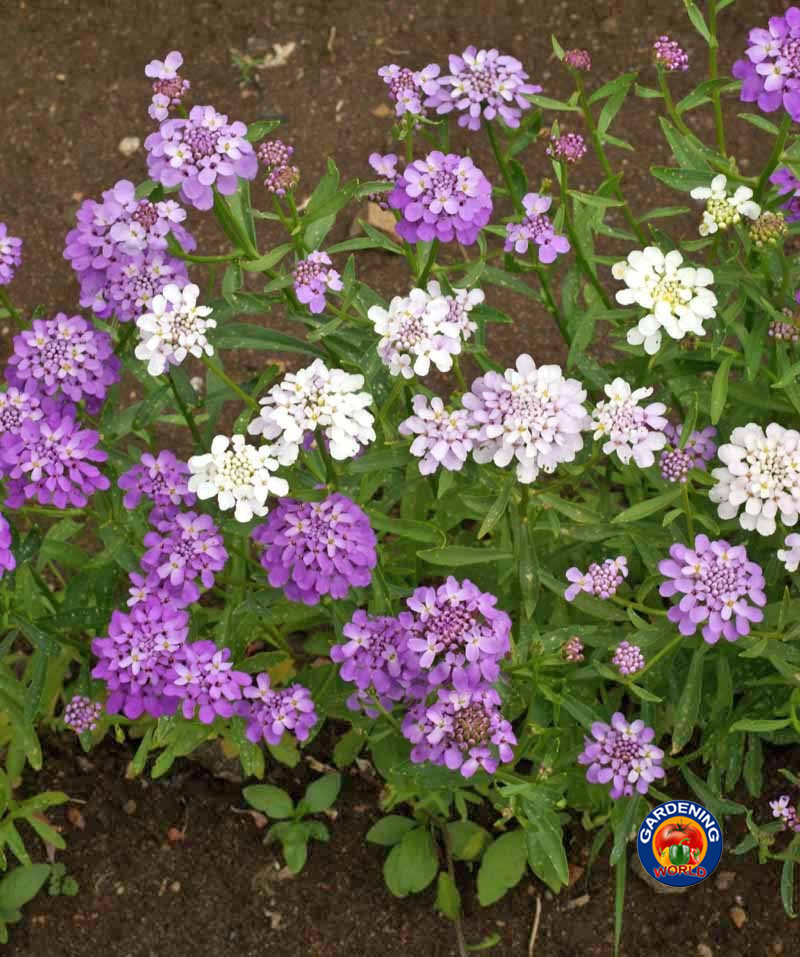 1000 CANDYTUFT Flower Seeds Iberis Umbellata Mixed Colors Ground Cover