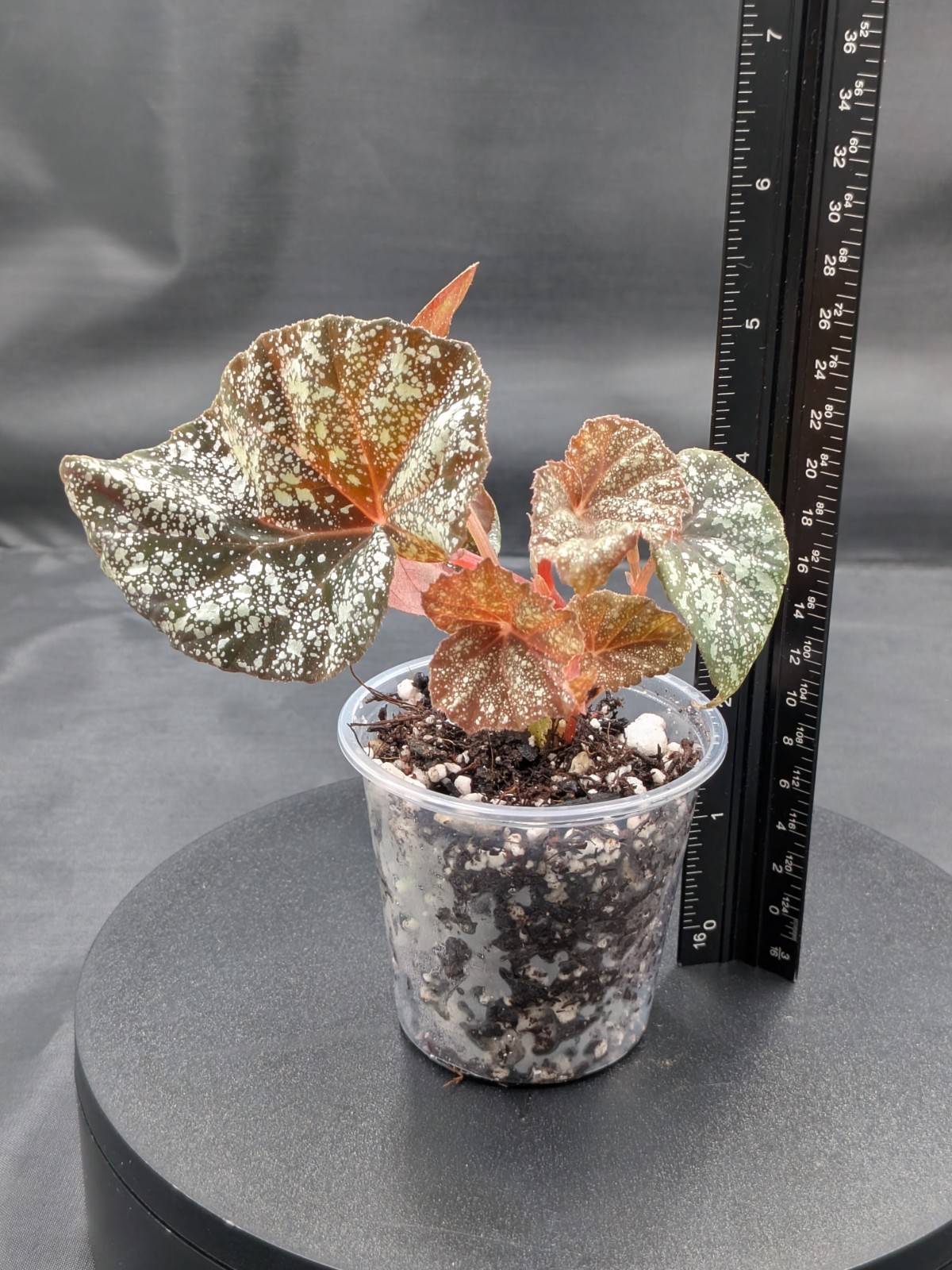 🪴Begonia ‘Moona’-Begonia curtisii ‘Galaxy’x begonia variabilis- Rooted Plant