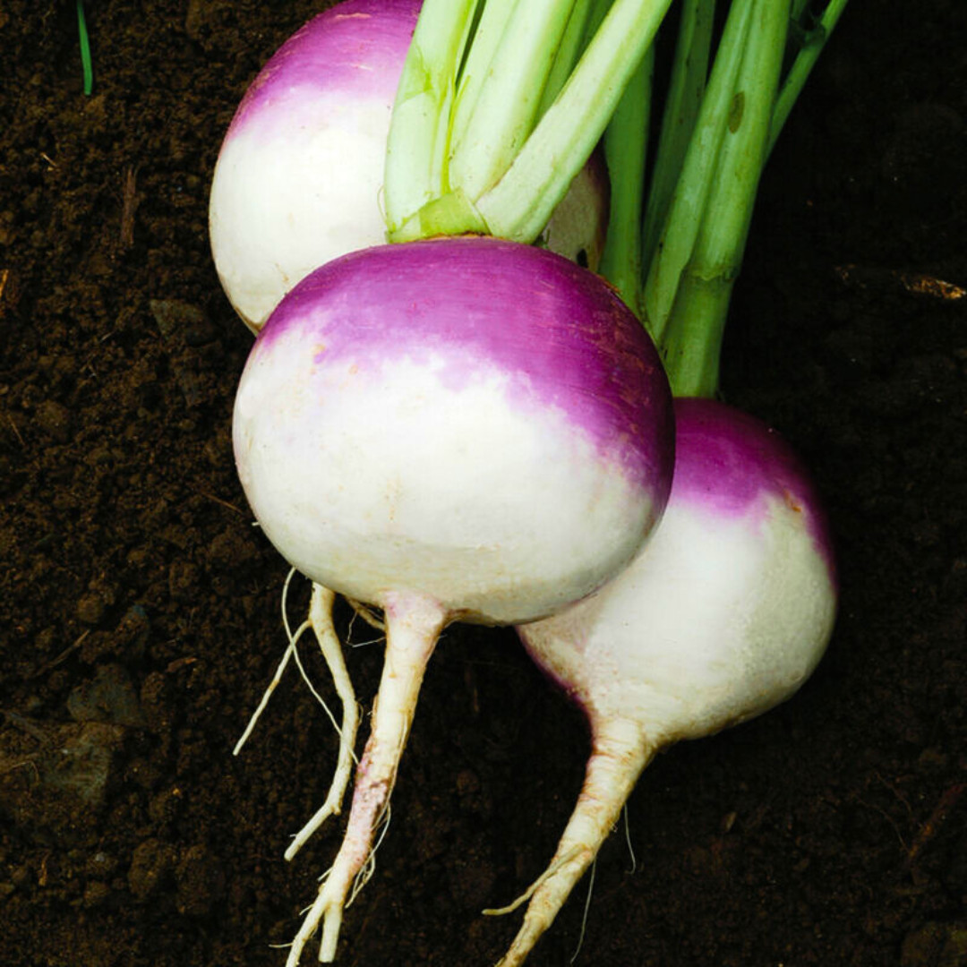 Fresh Purple Top Turnip Seeds | Heirloom Non-GMO | Fresh Vegetable Seeds