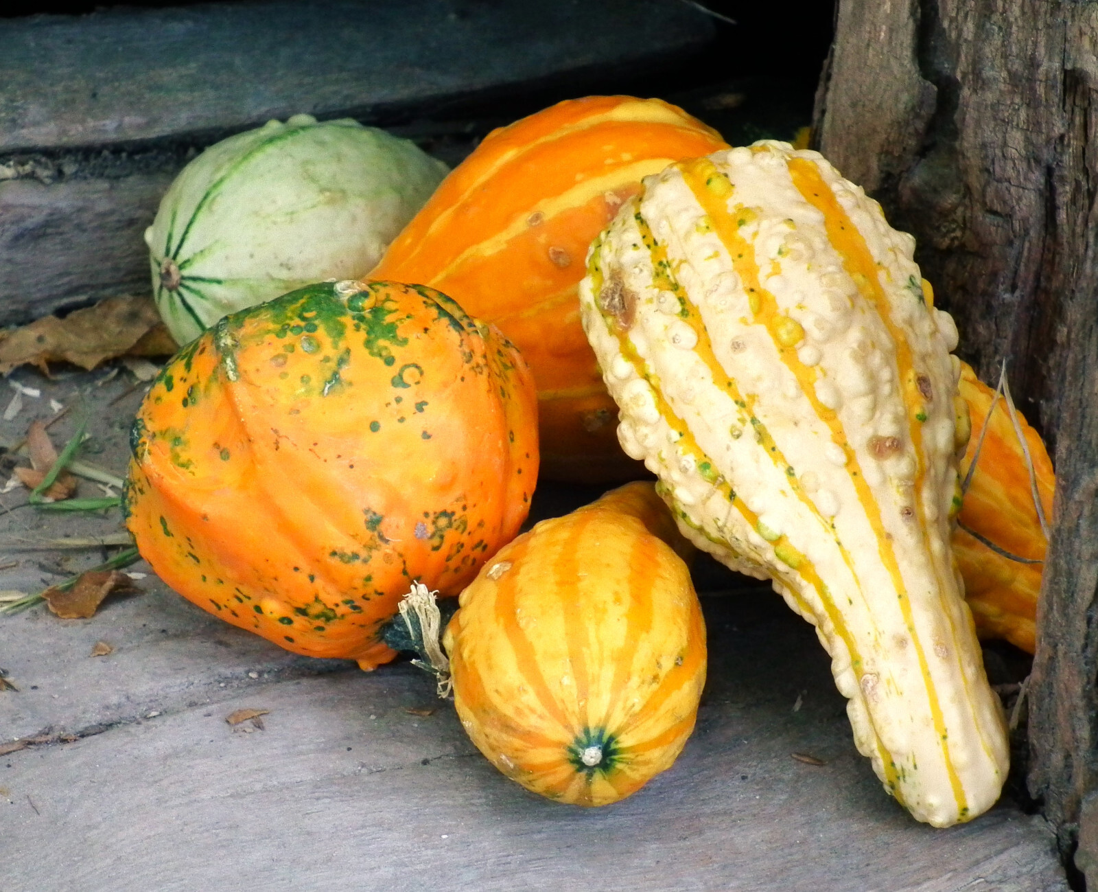 Large Mix Ornamental Gourd Seeds |Decorative Fall Autumn Winter Squash Seed 2025