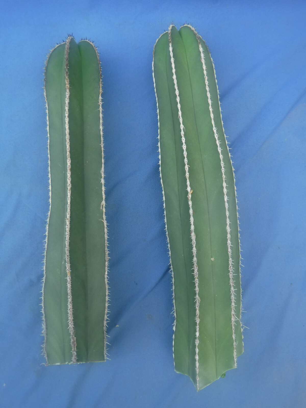 Mexican Fence Post Cactus Pachycereus marginatus TWO CUTTINGS 10″-12″ Tall