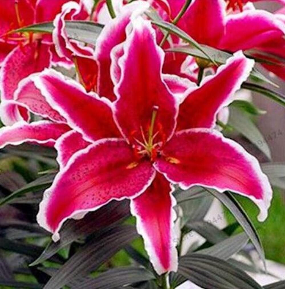 20 SEEDS for Crimson Red LILY RARE flower exotic home garden plant USA Seller