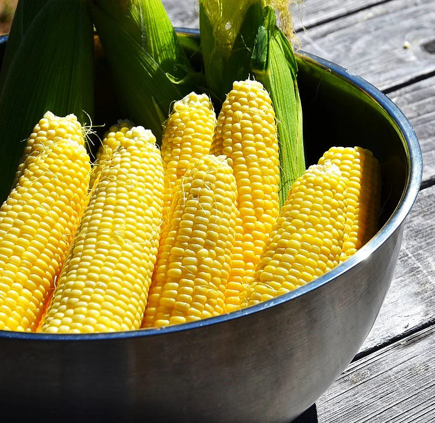 Honey Select Triple Sweet Corn Seeds | AAS Winner Untreated Yellow SY Seed 2023