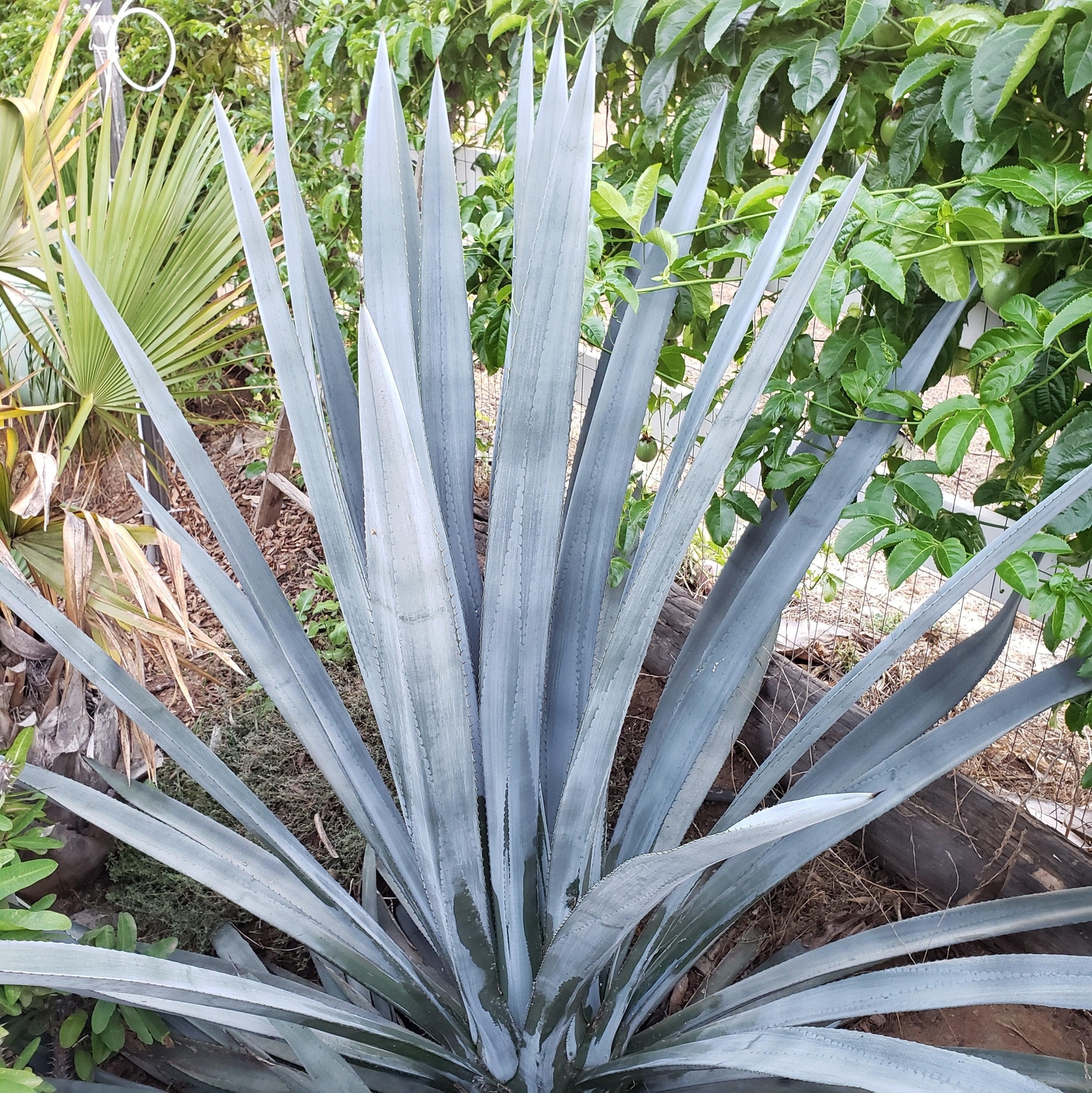 Blue agave – Agave Tequilana ‘Tequila Plant’ cactus Cacti Succulent real live pl