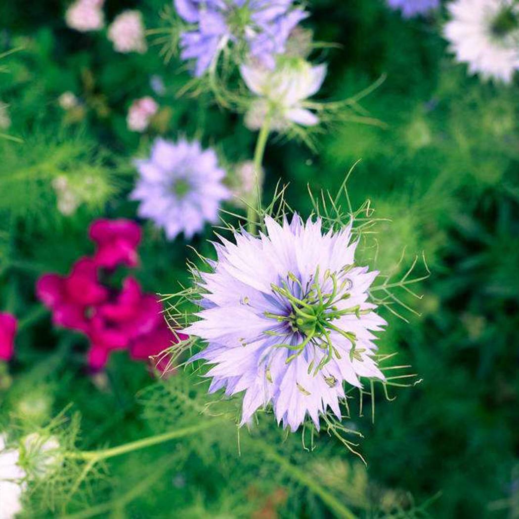 500+LOVE IN A MIST Flower Seeds Flowering Annual Cut Dried Flowers Container
