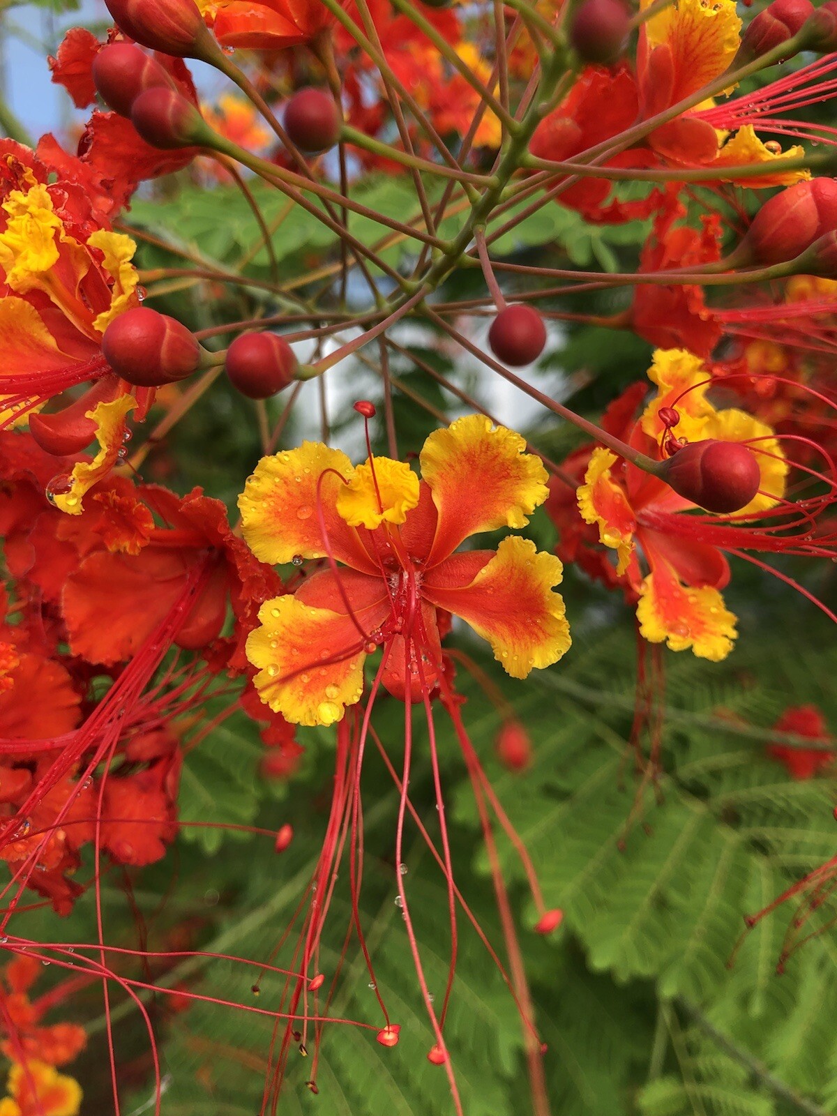 50 seeds Caesalpinia Pulcherrima PRIDE OF BARBADOS Dwarf Poinciana