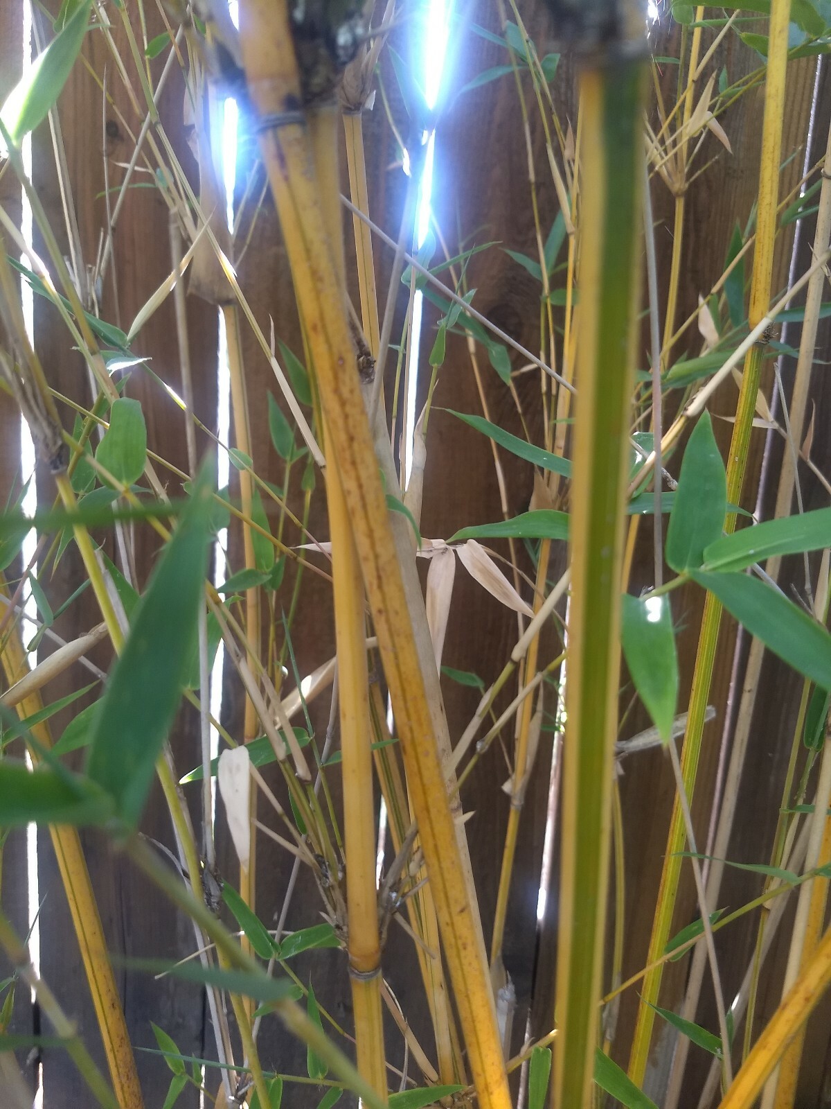 5 Individual Divisions! Alphonse Karr Bamboo *Privacy Screen*Hedge Starter*