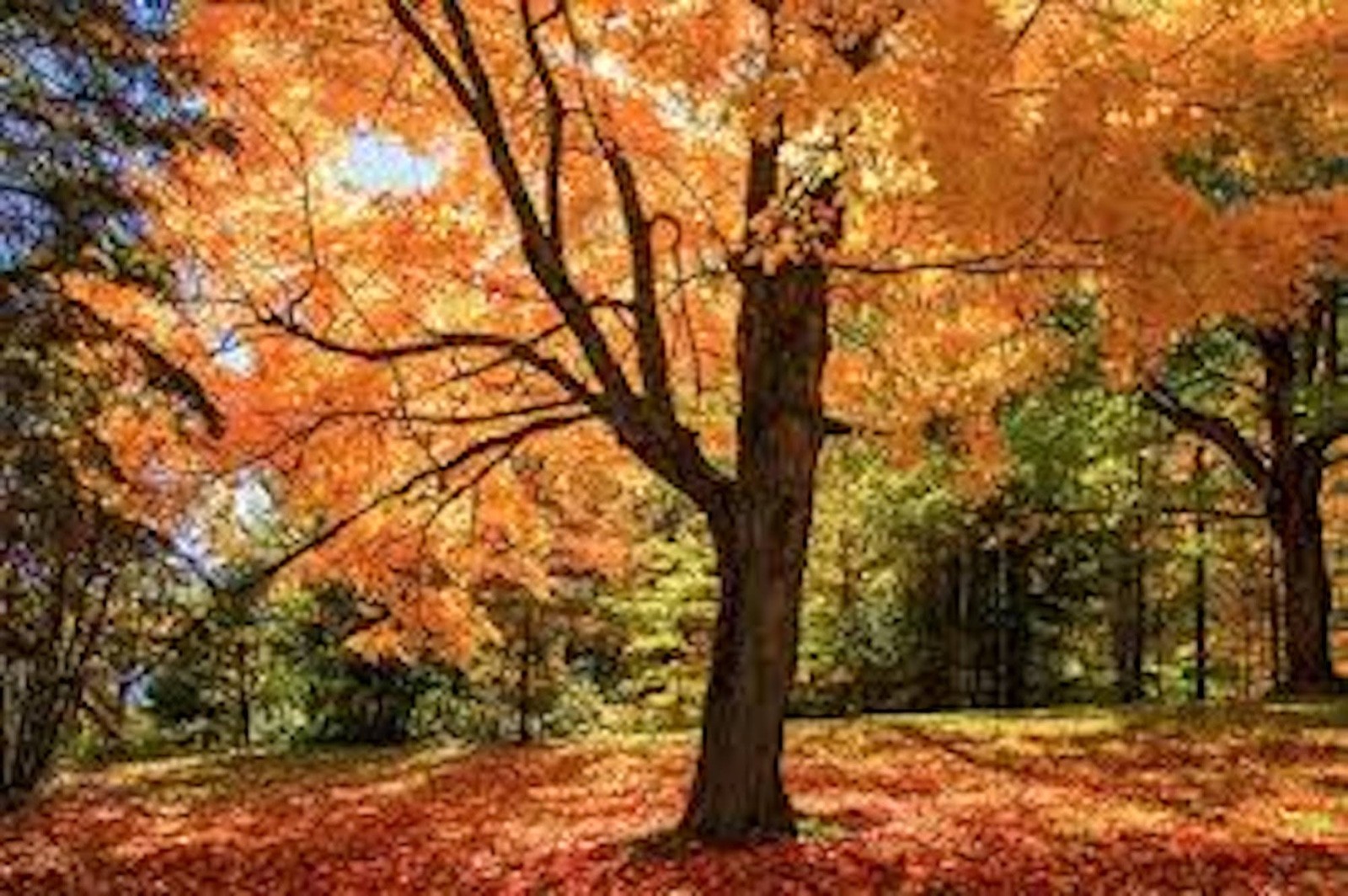 1 Sugar Maple Tree 12-24″ Tall Acer saccharum Hard Maple Bare Root