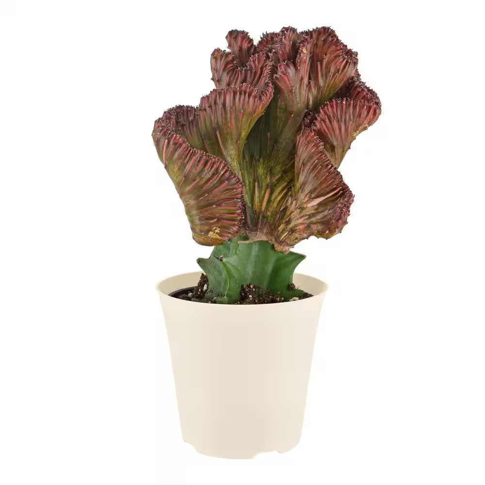 4 In. Red Marmaid Tail Coral Cactus Live Indoor Plant in Beige Plastic Pot Cover