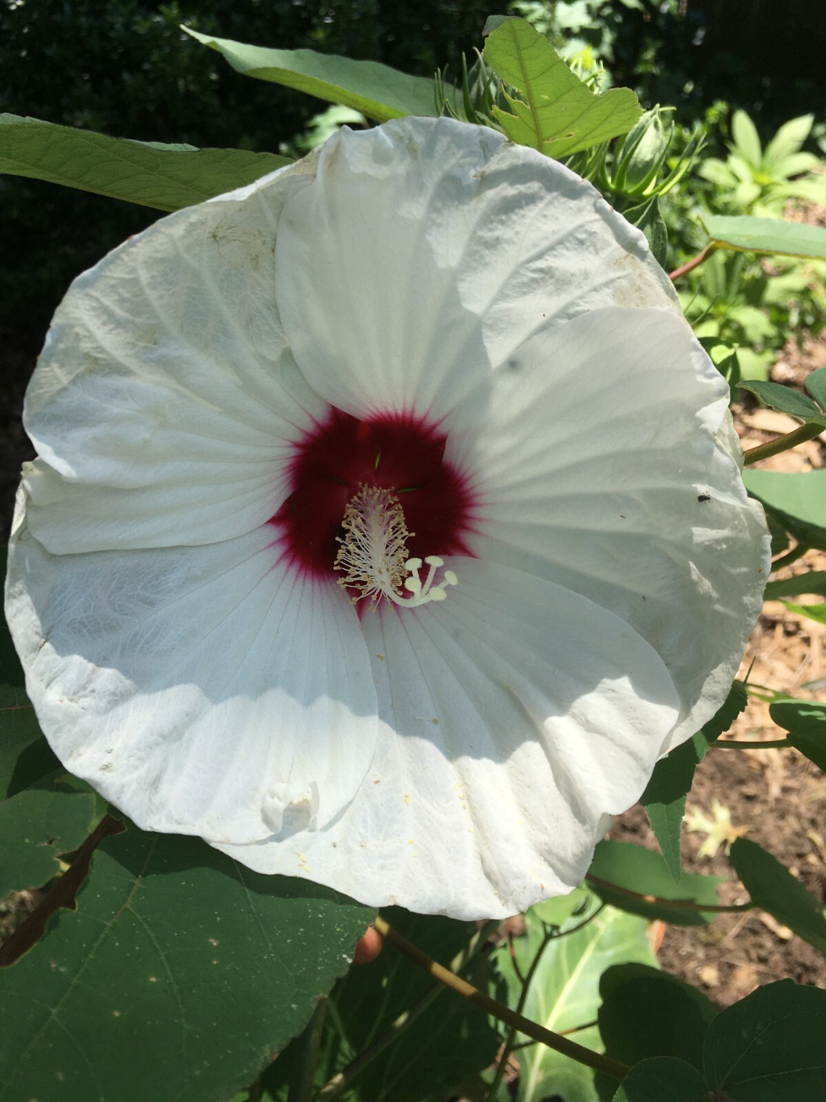 30 white Swamp Rose Mallow Seeds – Hardy Hibiscus Moscheutos, organic crop 2024