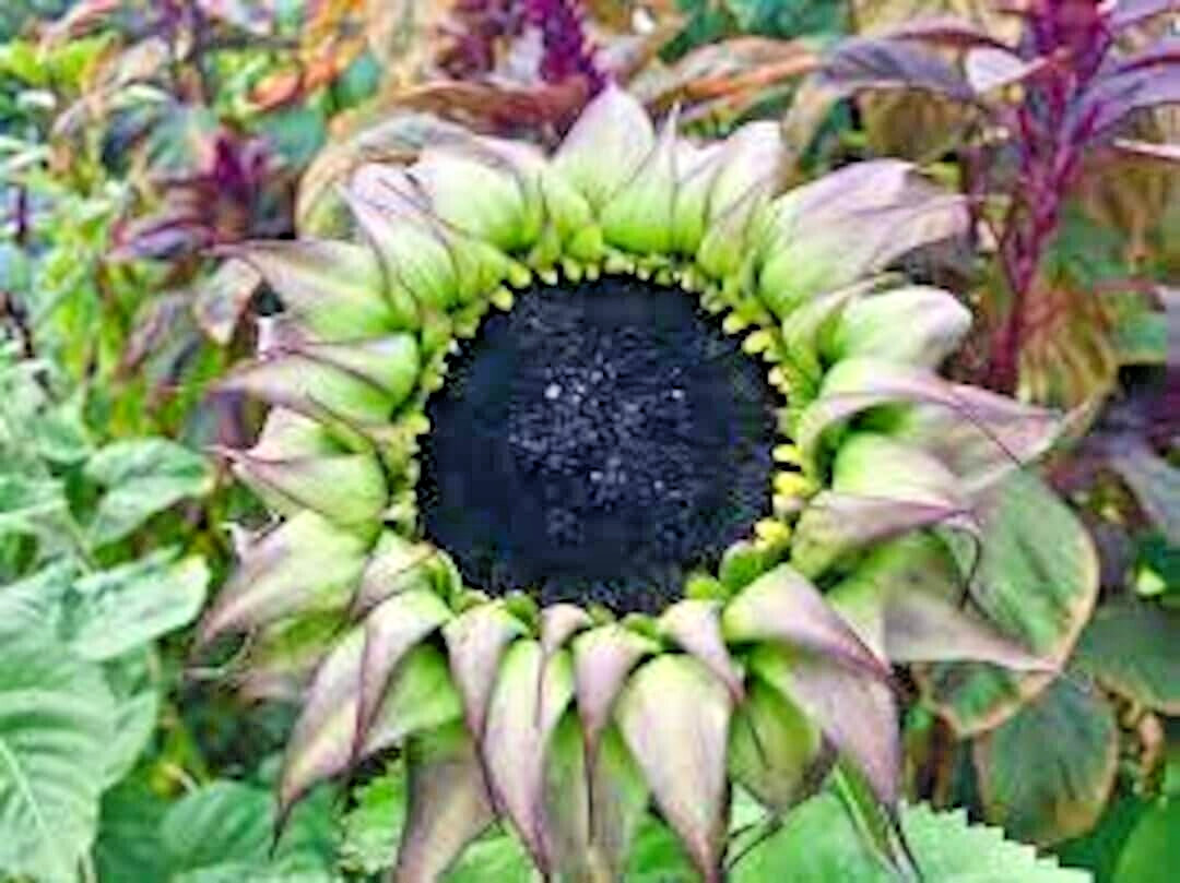 20 SUNFILL PURPLE DOUBLE SUNFLOWER SEEDS – Helianthus annuus