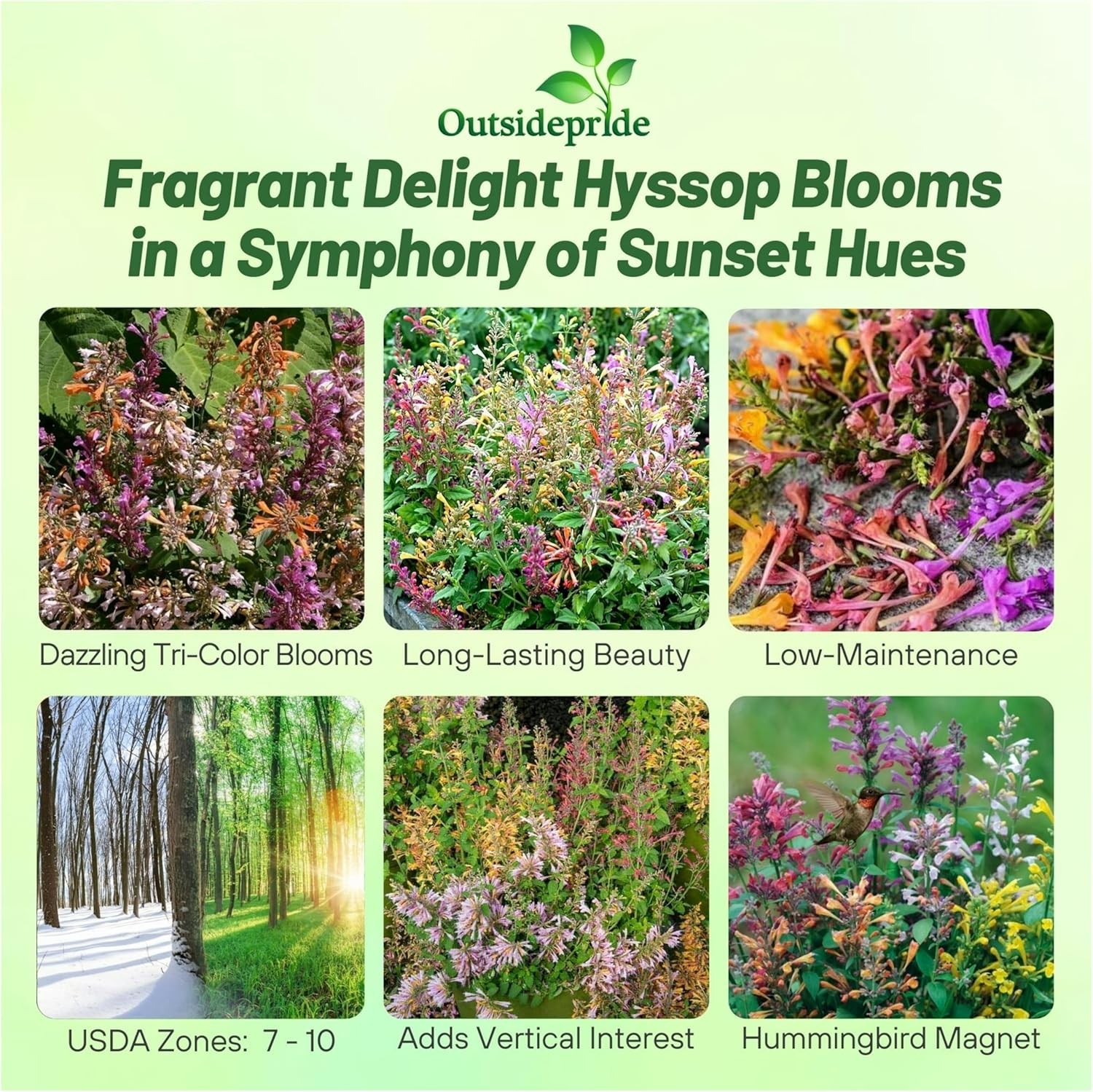 200 Seeds Agastache Aurantiaca Fragrant Delight Mexican Hyssop Flower Seed Mix